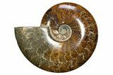 Polished Cretaceous Ammonite (Cleoniceras) Fossil - Madagascar #317868-1